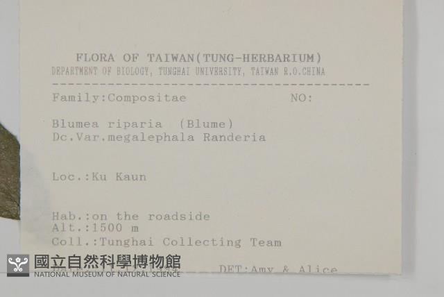 大頭艾納香藏品圖，第2張