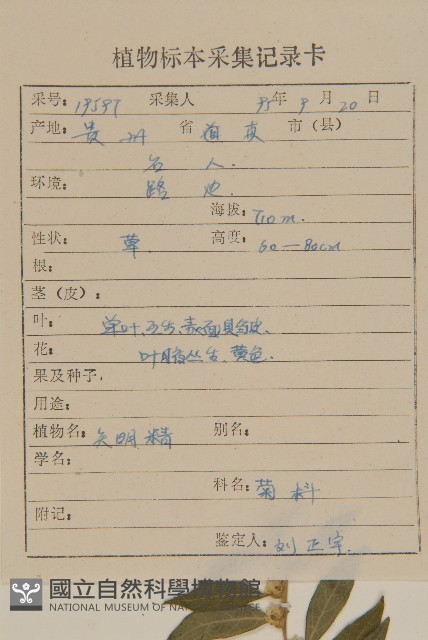 天名精藏品圖，第2張