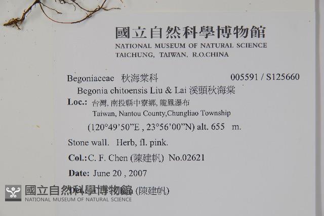 溪頭秋海棠藏品圖，第2張