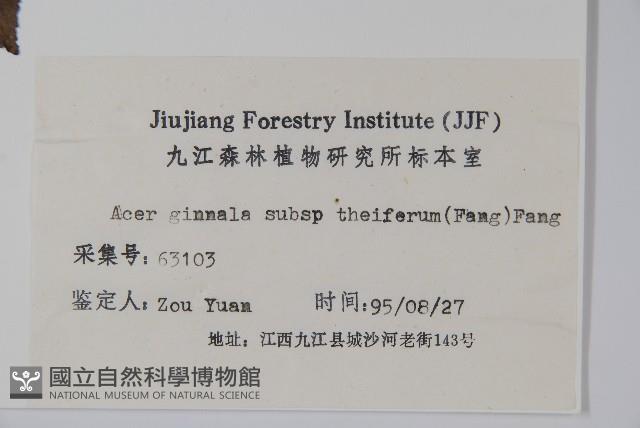 苦茶槭藏品圖，第2張