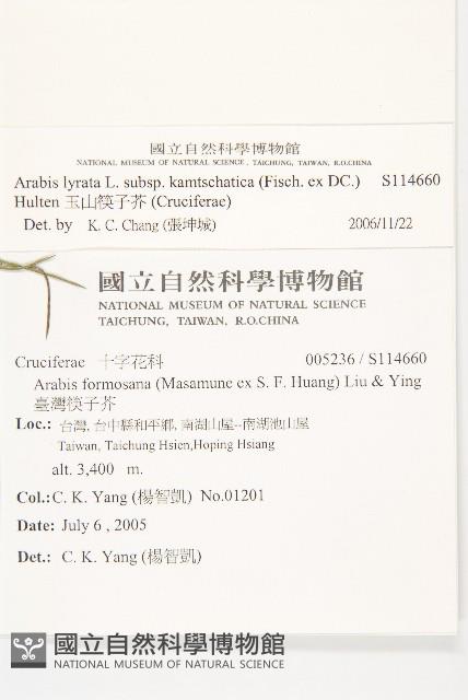 玉山筷子芥藏品圖，第2張