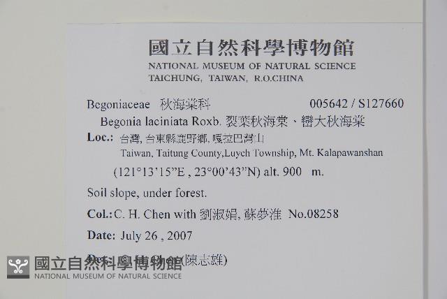 裂葉秋海棠、巒大秋海棠藏品圖，第2張