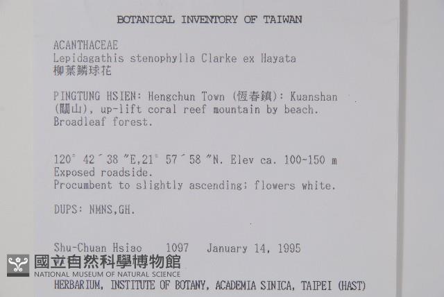 柳葉鱗球花藏品圖，第2張