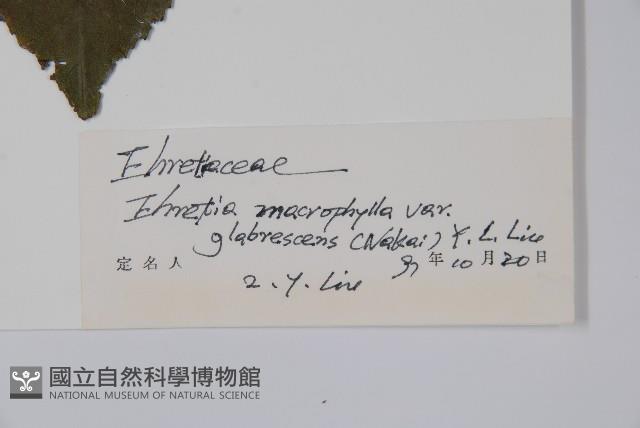 光葉粗康樹藏品圖，第2張