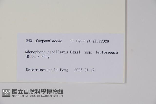 細萼沙參藏品圖，第2張