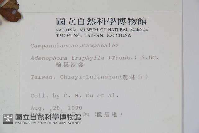 輪葉沙參藏品圖，第2張