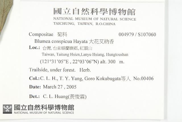 大花艾納香藏品圖，第2張