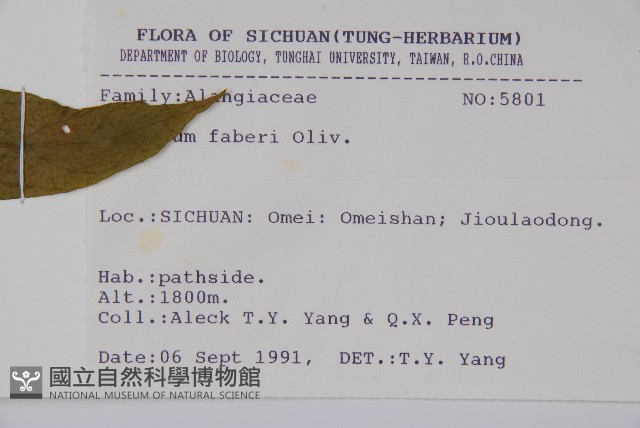小花八角楓藏品圖，第2張
