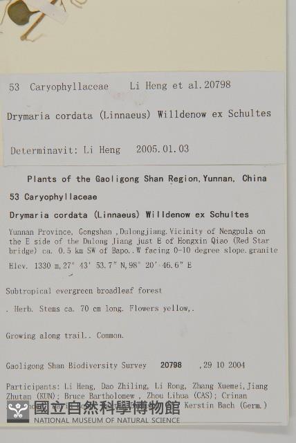 荷蓮豆藏品圖，第2張