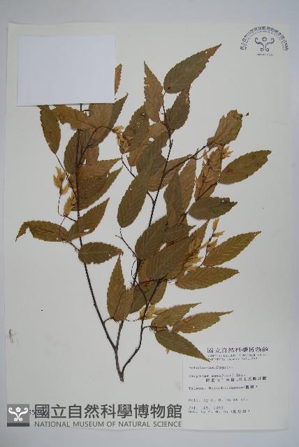 阿里山千金榆藏品圖，第1張