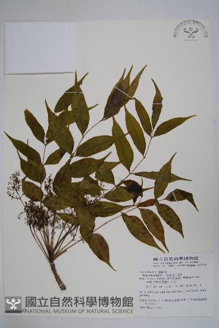 木蠟樹、山漆藏品圖，第1張