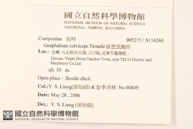 直莖鼠麴草藏品圖，第2張