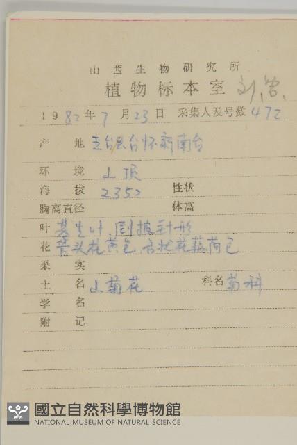 柔軟紫菀藏品圖，第2張