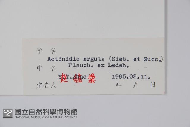 軟棗獼猴桃藏品圖，第2張