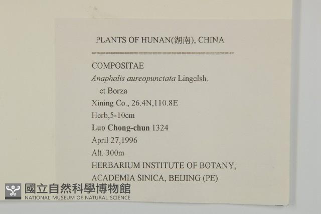 黃腺香青藏品圖，第2張