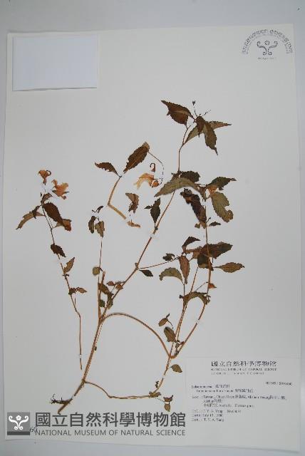 紫花鳳仙花藏品圖，第1張