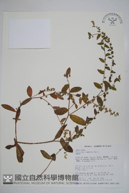 盾果草藏品圖，第1張