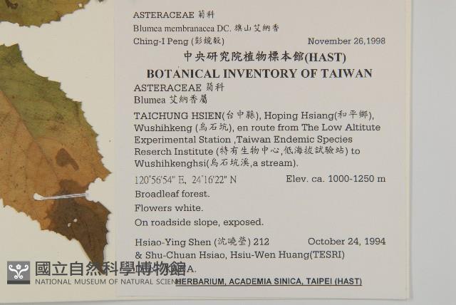 旗山艾納香藏品圖，第2張