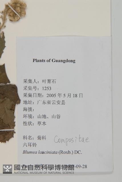 裂葉艾納香藏品圖，第2張