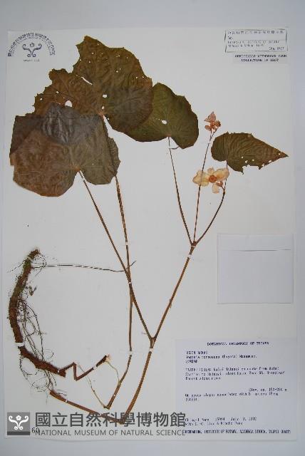 水鴨腳藏品圖，第1張