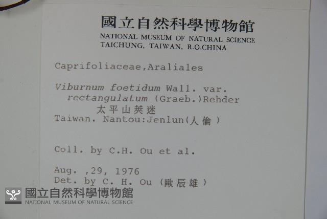 狹葉莢迷藏品圖，第2張