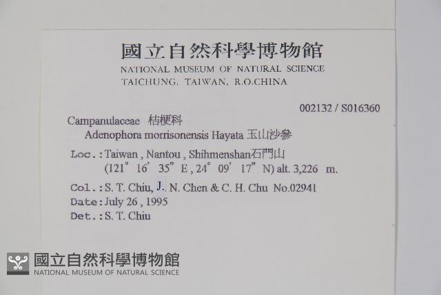 玉山沙參藏品圖，第2張