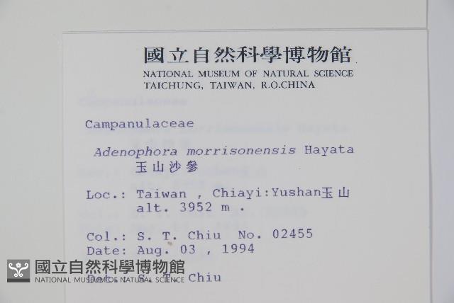 玉山沙參藏品圖，第2張