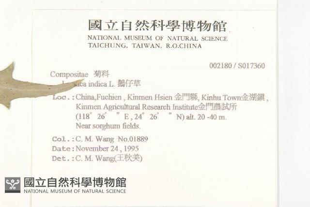 鵝仔草藏品圖，第2張