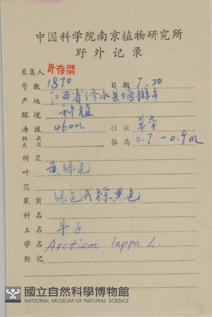 牛蒡藏品圖，第2張