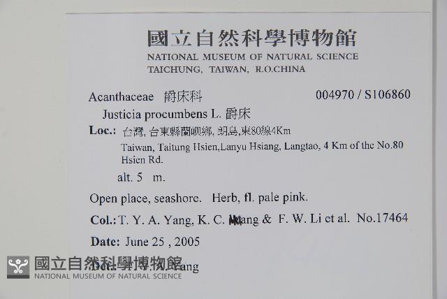 爵床藏品圖，第2張