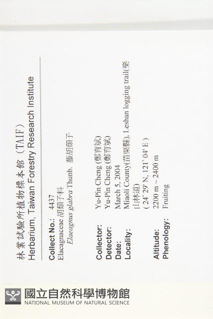 藤胡頹子藏品圖，第2張