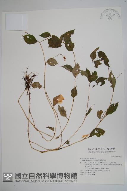 紫花鳳仙花藏品圖，第1張