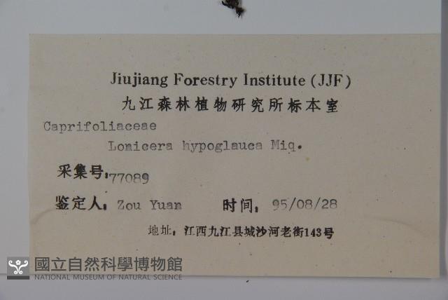 裡白忍冬、紅腺忍冬藏品圖，第2張