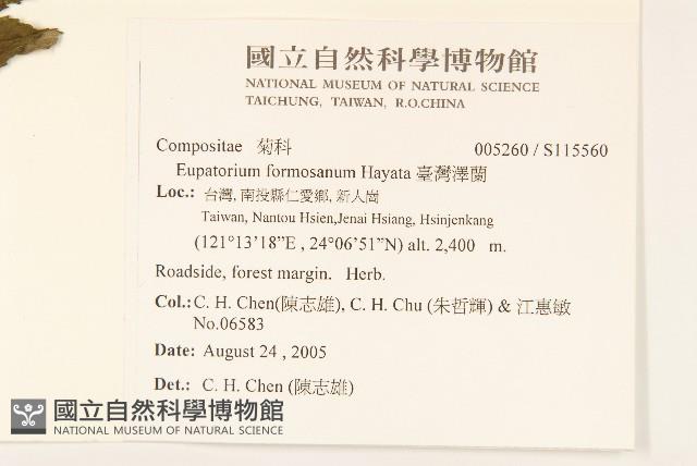 臺灣澤蘭藏品圖，第2張