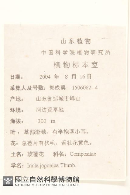 旋覆花藏品圖，第2張