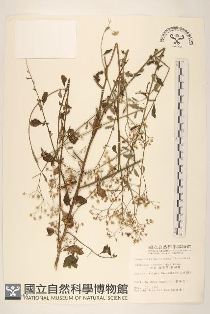 一枝香藏品圖，第1張