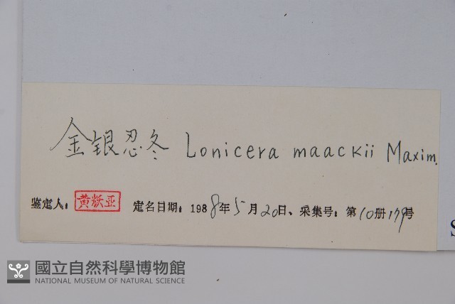 金銀忍冬藏品圖，第2張