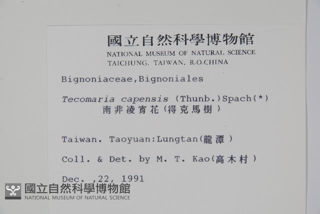 南非凌霄花、得克馬樹藏品圖，第2張