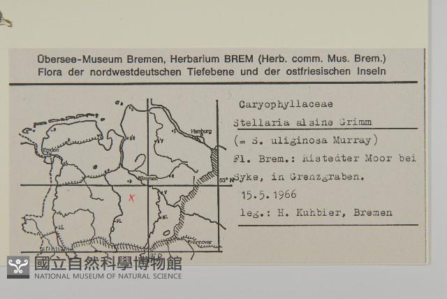 雀舌草藏品圖，第2張