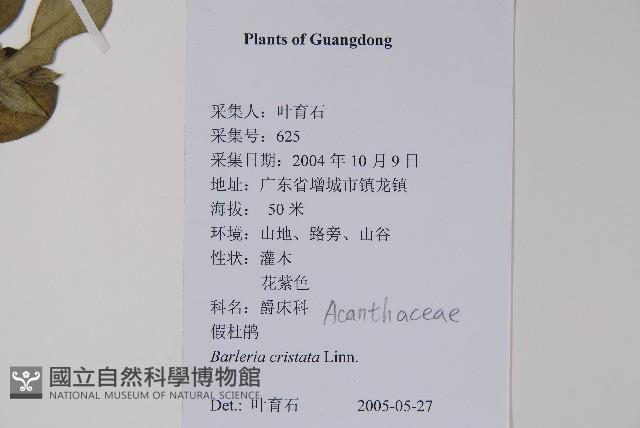 假杜鵑藏品圖，第2張