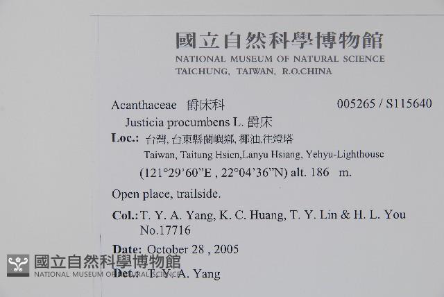 爵床藏品圖，第2張