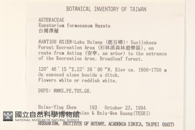 臺灣澤蘭藏品圖，第2張