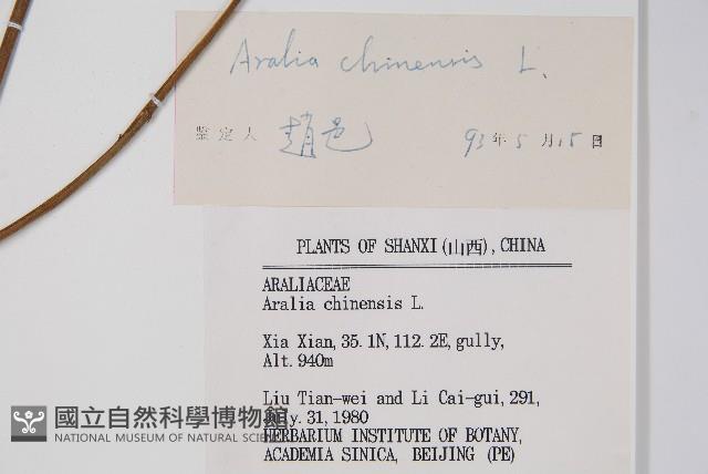 蔥木藏品圖，第2張