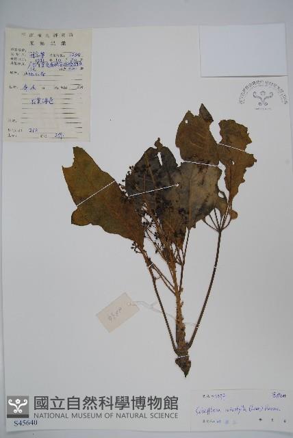 鵝掌柴、江某、鴨腳樹藏品圖，第1張