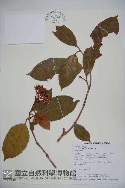 珊瑚樹藏品圖，第1張