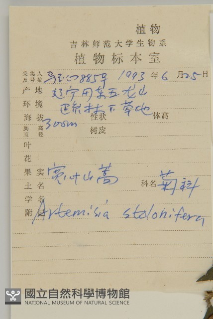 寬葉山蒿藏品圖，第2張