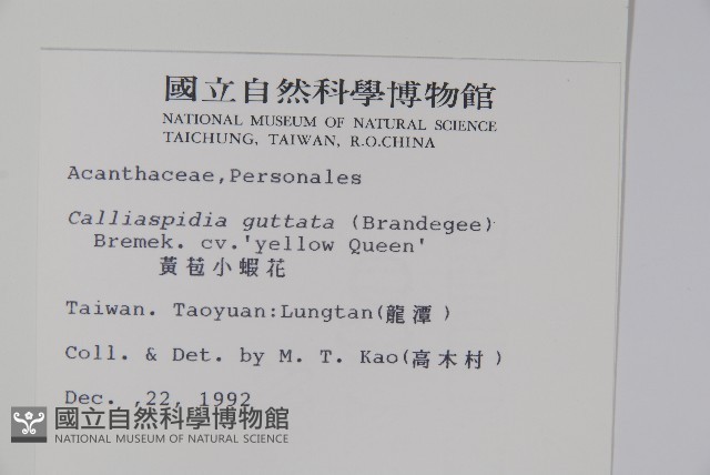 黃苞小蝦花藏品圖，第2張