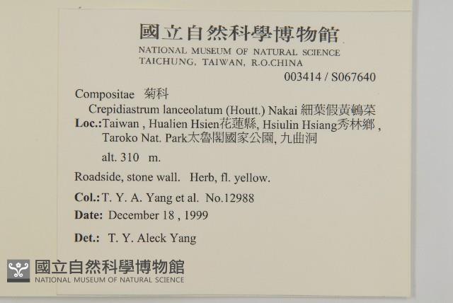 細葉假黃鵪菜藏品圖，第2張