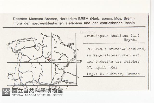 鼠耳芥藏品圖，第2張