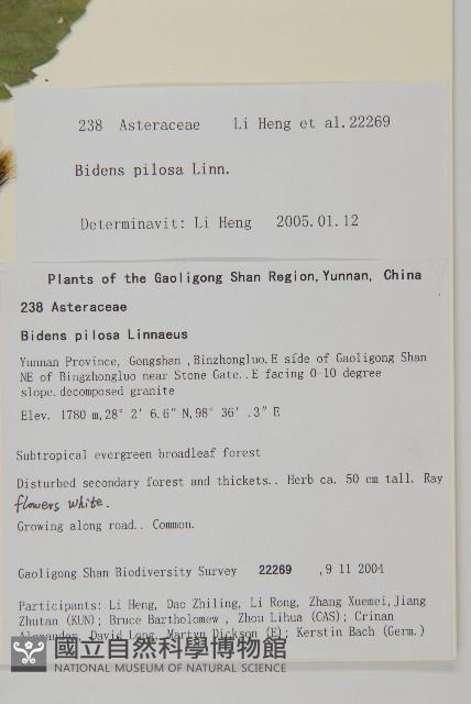 白花鬼針藏品圖，第2張